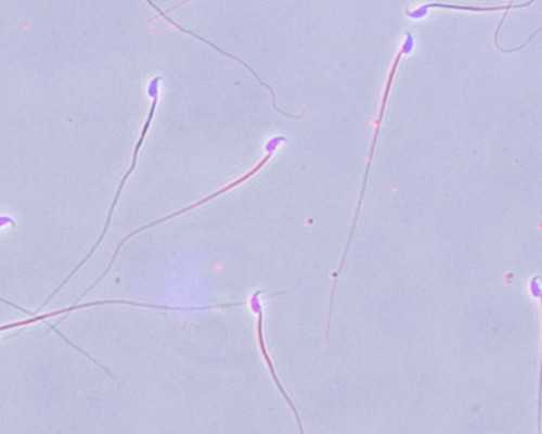 深圳代孕正规吗-深圳代孕哪里可以-深圳借腹生子市场价多少钱指导怀孕的好帮