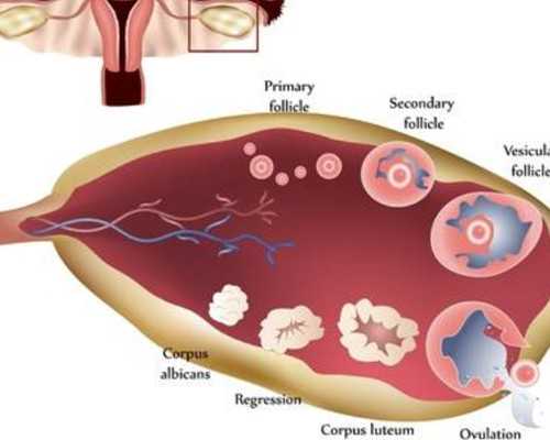 深圳代孕机构_深圳代孕生孩子_深圳代生孩子收费10万元