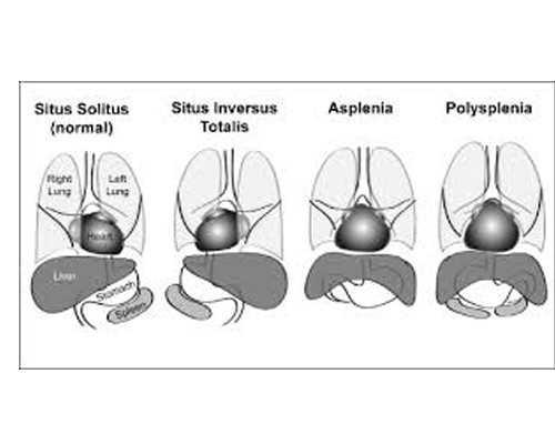 深圳供卵去哪家医院快-深圳借肚子代怀生子多少钱费用