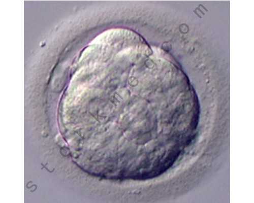 2026郑州试管供卵包生男孩医院排名，附助孕成功率费用参考