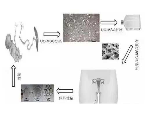 深圳代生小孩_深圳有想代孕的吗_深圳代孕中介违法不
