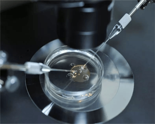 孕初期能不能吃提子