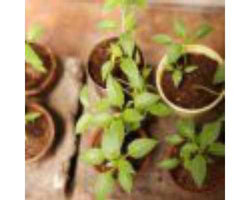 深圳年轻女人找人供卵试管_深圳想找个代怀妈妈