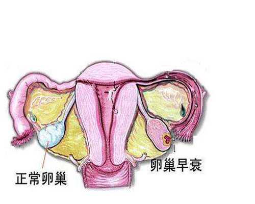地下供卵，的供卵医院有哪家