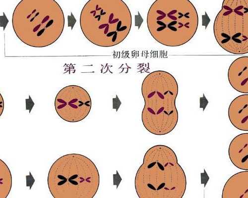 深圳代孕好多钱-深圳哪里有代生小孩价格【深圳代孕·圆你梦想，权威·孕育新
