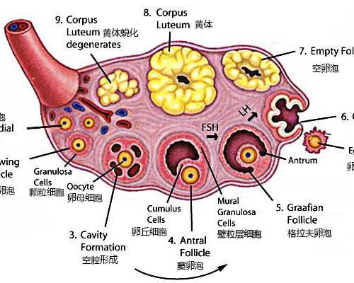 供卵试管产子公司价格,网上说乌克兰试管混血宝宝需要18万是真的吗?