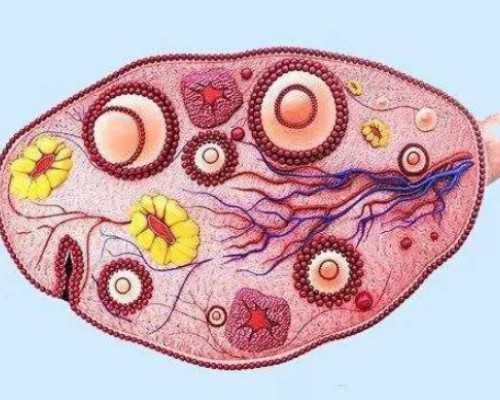 借卵生子dna-正规代生地址^
