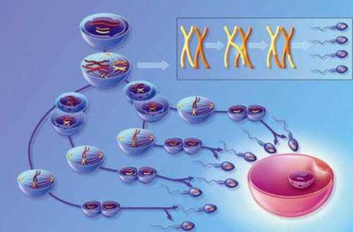 深圳代孕双胞胎案例_怀孕四个月厌食怎么办