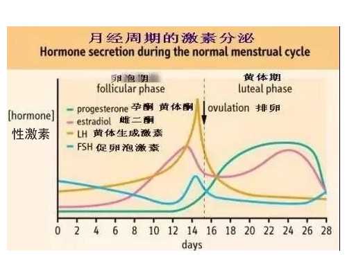 代怀公司费用试管代怀咨询