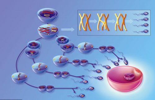 招代妈安全-合法代孕大约多少钱-50岁失独妈妈拼