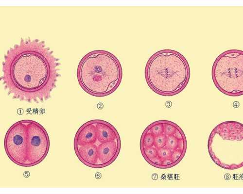 供卵试管试管婴儿网站,试管婴儿宝贝代怀