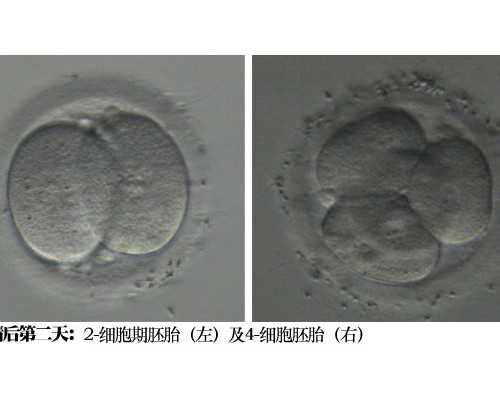 在中国供卵试管是合法的吗,人工代怀书籍