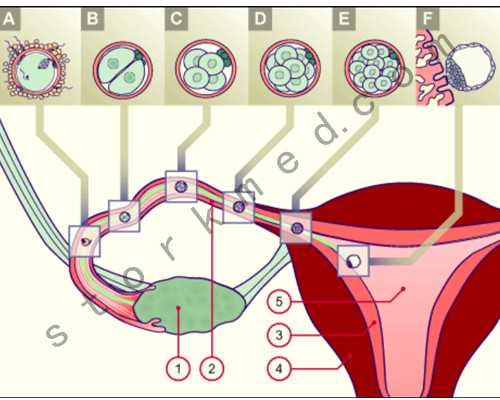 深圳代生小孩_深圳大学生代孕收费标准_怀孕中期引产后多久来月经