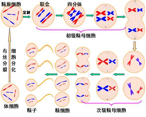 重庆最靠谱的供卵试管机构是哪家？怎么联系呢