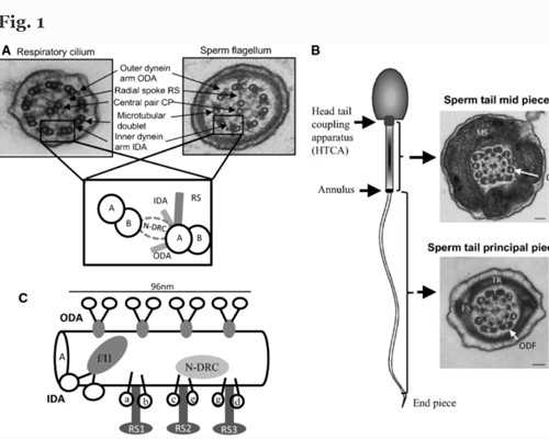 深圳代孕代孕网-深圳代孕妈妈得花多少钱-孕妇能喝百香果蜂蜜水吗