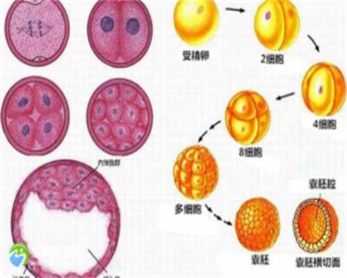 深圳上海添禧代孕公司地址-深圳输卵管堵塞有哪