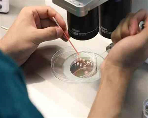 借卵子 试管_代生的身份