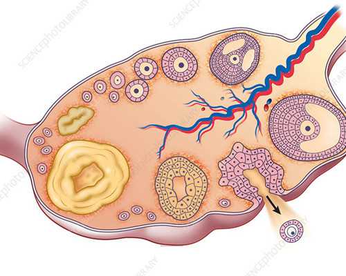 帮别人供卵试管生孩子犯法吗,深圳供卵试管选性别生男孩_试管婴儿好吗？试管