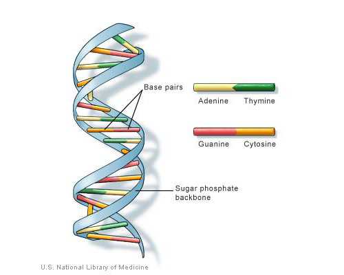 深圳代孕对女人有危害吗，深圳双侧卵巢多囊样