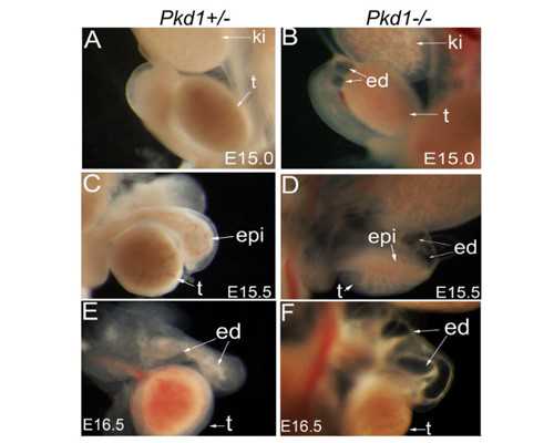 济南试管婴儿医院成功率排行，2026济南三代费用明细