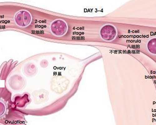 借卵生子费用太高吗_代孕初期屁股偶尔刺痛的原
