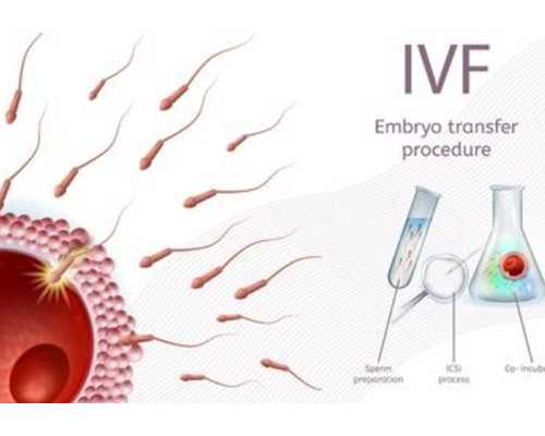 供卵高龄怀孕成功率有多少?卵子取出后如何生存的？