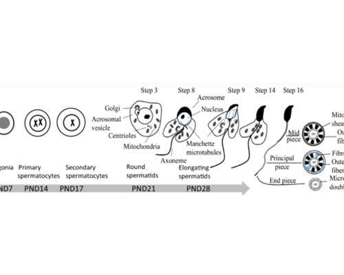 厦门靠谱代孕招捐卵_先天性卵巢发育不全最常见的心脏畸形是