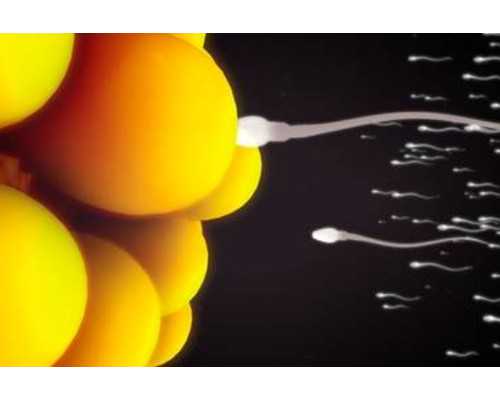 深圳代孕产子价格_深圳代孕协议_深圳代孕产子多少钱价格