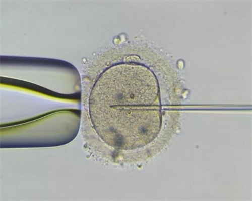 代怀男宝宝-广州代怀宝宝-深圳代怀宝宝