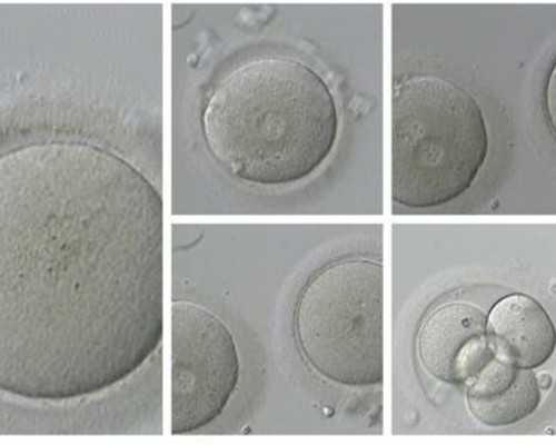 代怀孕孩子怎么办_帮别人带孕一般多少钱_代孕妇
