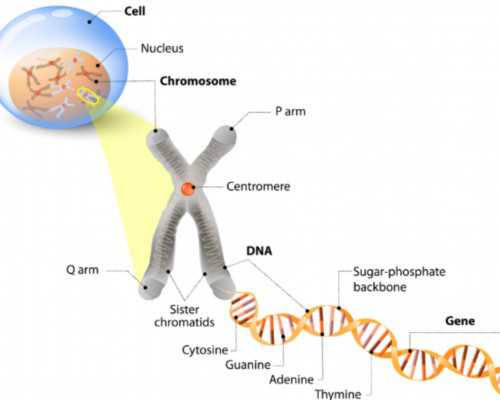 深圳代怀孕价格_想去深圳代怀孕_深圳代怀孕有哪