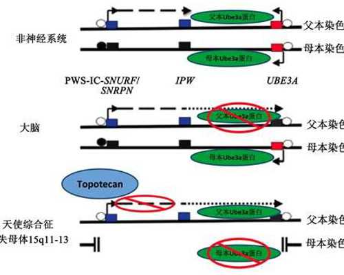 深圳助孕流程-深圳助孕网哪家好点【深圳科学助孕，让爱延续!】