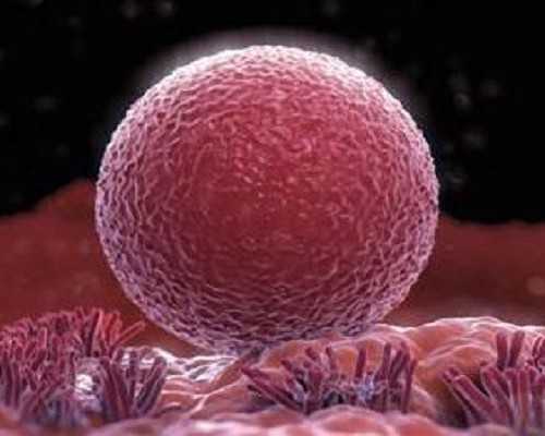 阴虱用虱立清好吗