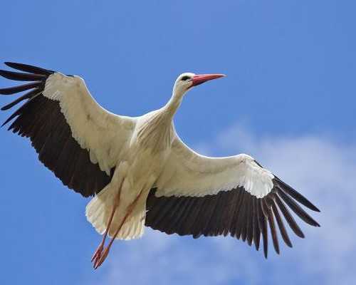绵阳代孕几率高吗,海外试管,39岁黄小蕾疑似怀二