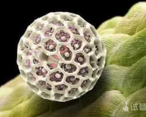 [试管移植前打着床针]试管移植前打着床针有用吗