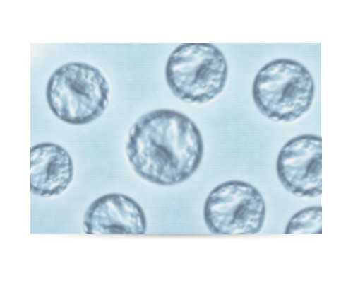 深圳代孕靠谱吗-深圳代孕方式-深圳找同房代孕代妈