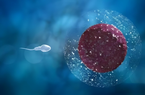 深圳捐卵者捐卵,深圳*卵试管中心的卵子质量好吗?