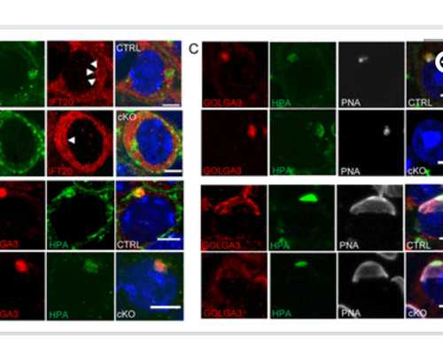 深圳代孕价格-深圳代孕服务-深圳代孕对女性的伤害