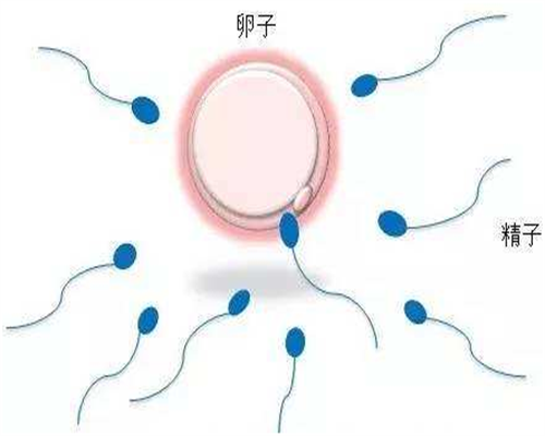 三代试管多少钱,小话唠