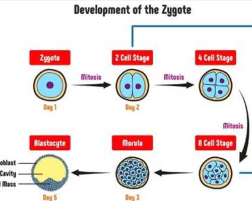 深圳代孕男孩-深圳代孕得多钱-深圳代孕需要什么手续