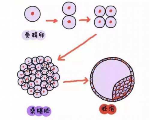 代孕违反什么法律,代孕后不能剪头发，会把代孕