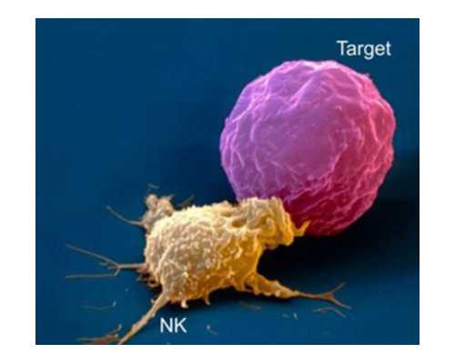 深圳代孕价格_深圳找代孕妈妈电话_胎盘滞留如何处理
