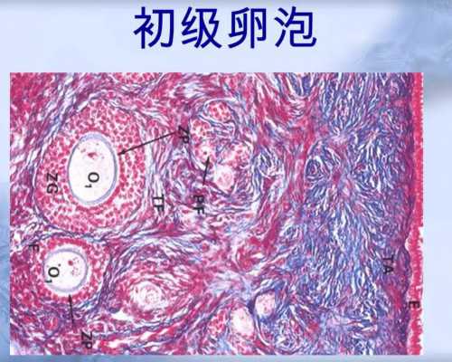 深圳代孕包成功多少钱_深圳代孕高薪招聘_深圳找女人代孕需要多少钱