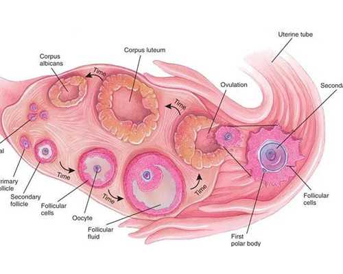 深圳代怀宝宝-深圳代生【科学代孕，成为宝妈的第一步。】