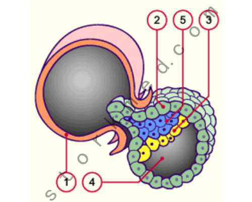 代孕机构哪家好,月经期头痛想吐