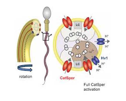 代妈的成功率_代孕包代生孩子_代孕妇胃胀拉稀水