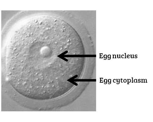 深圳试管婴儿医院成功率排名