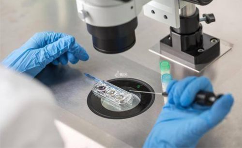 深圳高龄借卵子供卵试管的成功率,多囊卵巢供卵成功率高吗